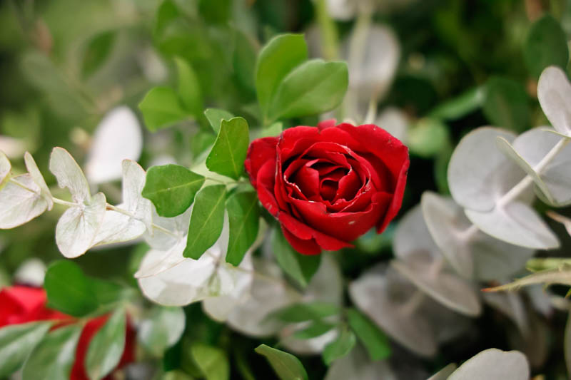 Cena de los Enamorados